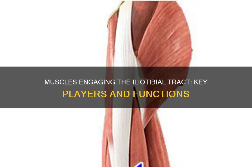 which of the following muscles pulls on the iliotibial tract