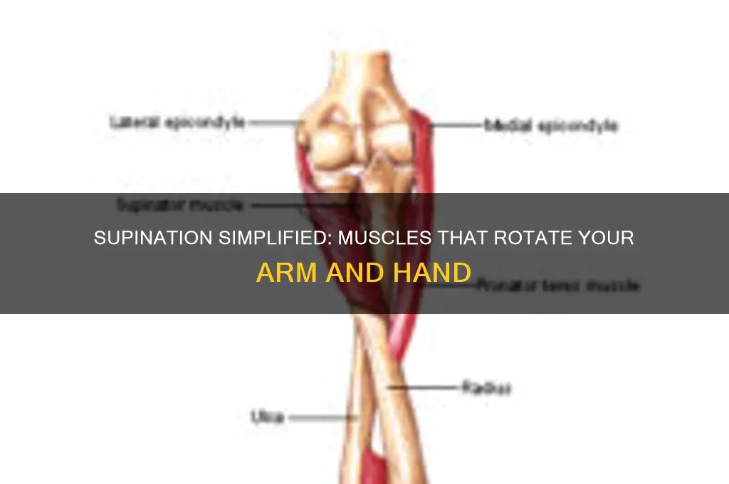 which of the following muscles supinate the arm and hand
