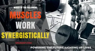 Synergistic Muscle Partnerships: Understanding Collaborative Function in Human Movement
