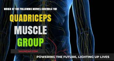 Nerve Control of Quadriceps: Unveiling the Key Neural Pathway
