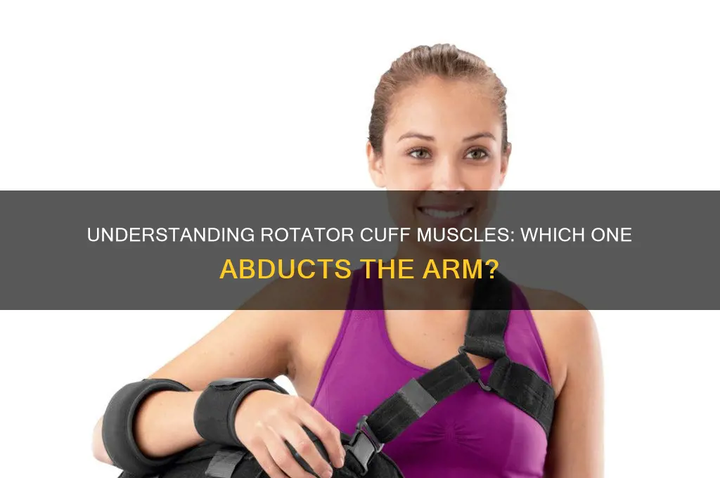 which of the following rotator cuff muscle abducts the arm