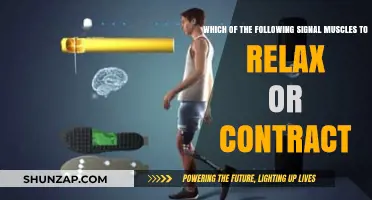 Understanding Neural Signals: How Muscles Relax and Contract on Command