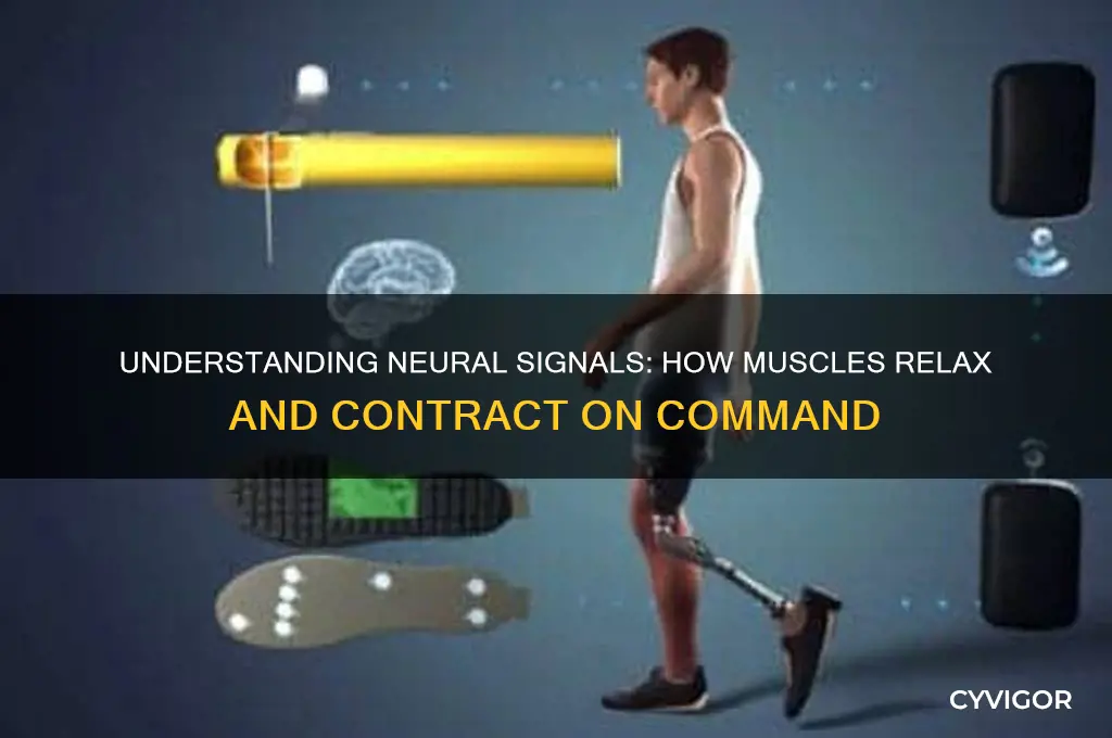 which of the following signal muscles to relax or contract