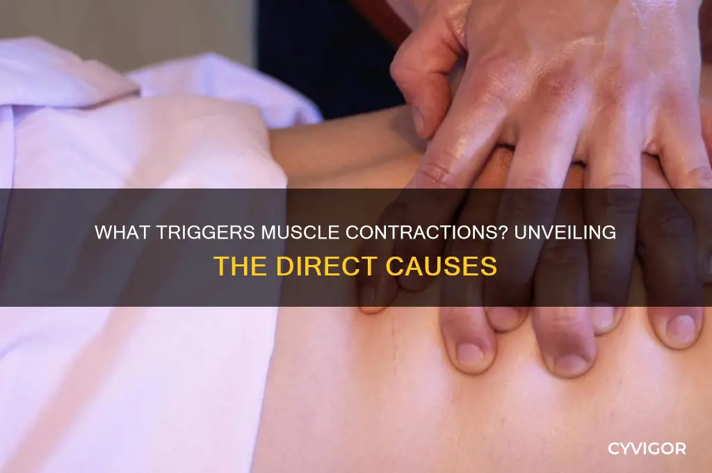 which of the following will directly cause a muscle contraction