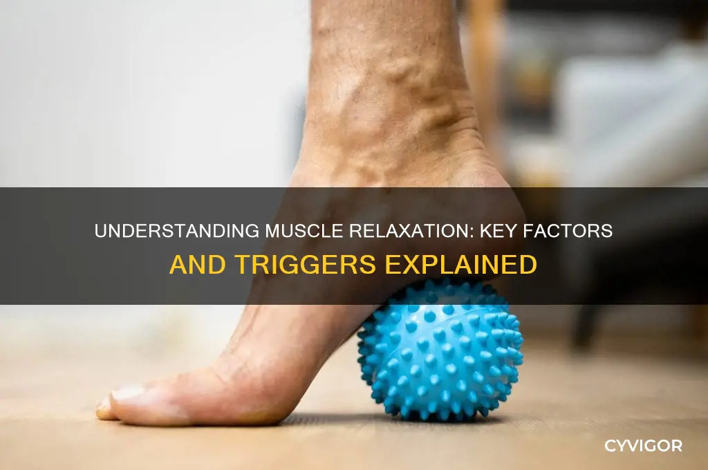 which of the following would cause muscle relaxation to occur