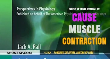 Unraveling the Key Factors That Trigger Muscle Contraction: A Deep Dive