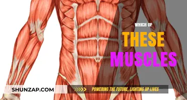 Unlocking the Secrets of Muscles and Their Functions