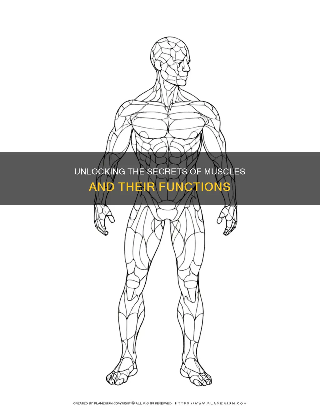 which of these muscles