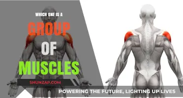 Understanding Muscle Groups: Which One is a Group of Muscles?