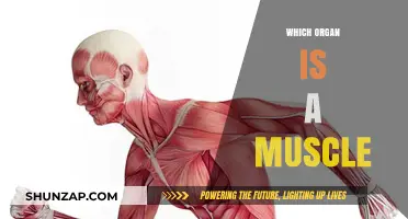 The Mighty Muscle-Heart: Our Most Vital Organ