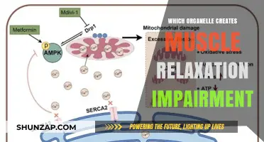 Sarcoplasmic Reticulum Dysfunction: Unraveling Muscle Relaxation Impairment Causes