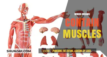 Muscular Organs: Where Do Muscles Reside in the Body?