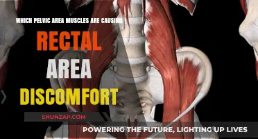 Pelvic Floor Muscles: Unraveling Rectal Discomfort Causes and Relief