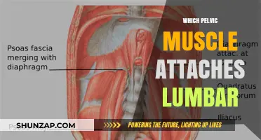 Pelvic Floor Muscles: Their Connection to the Lumbar Spine