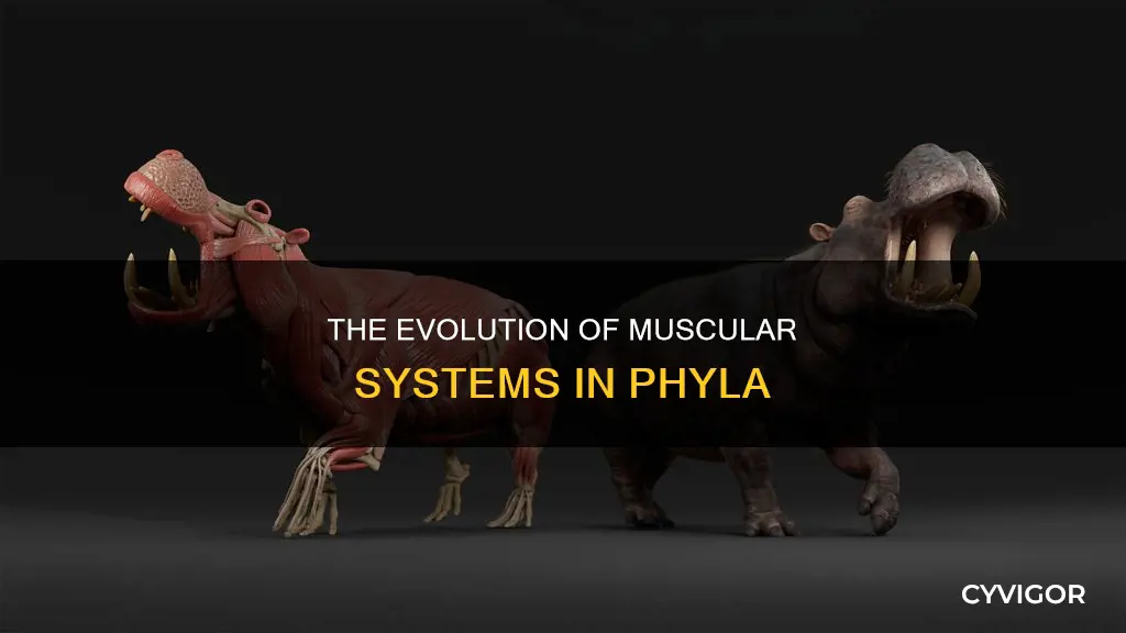 which phyla have muscles