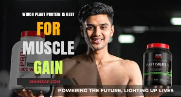 Top Plant Proteins for Optimal Muscle Growth and Recovery