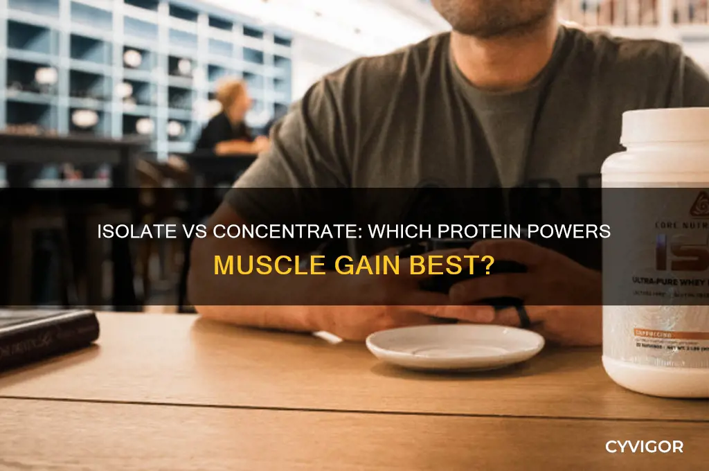 which protein is best for muscle gain isolate or concentrate