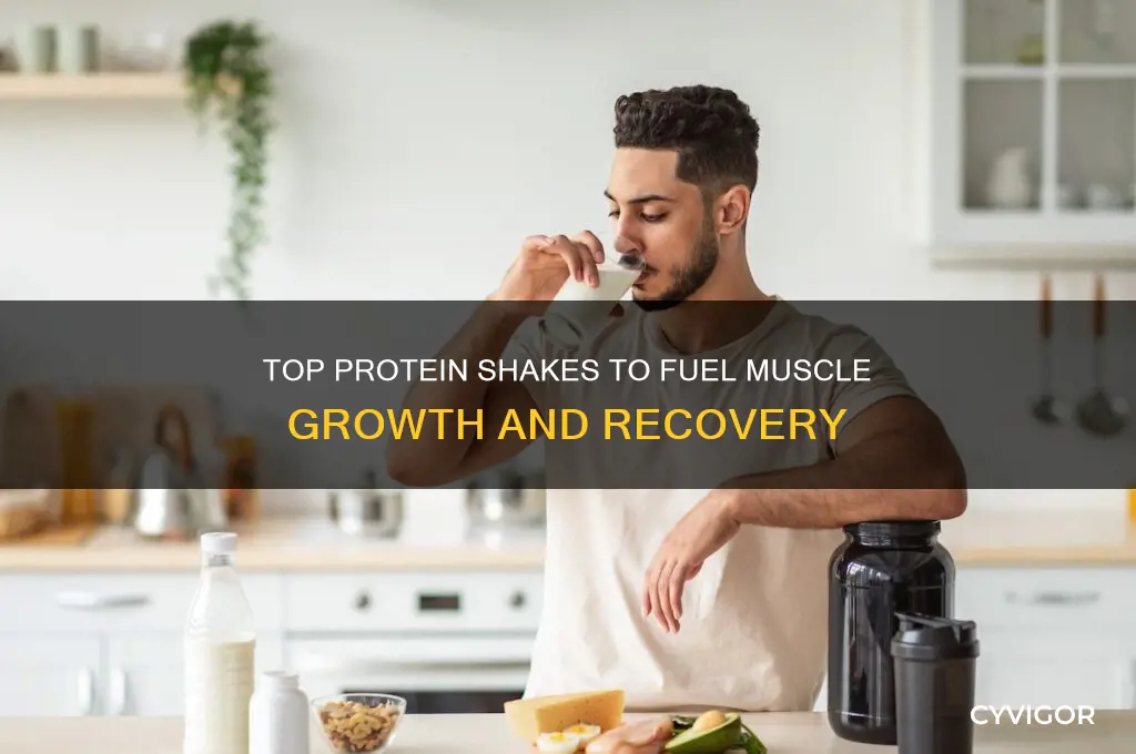 which protein shake is best for muscle gain