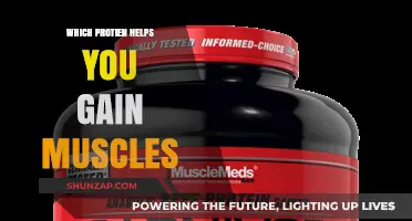 Best Protein for Muscle Growth: Fuel Your Gains Effectively
