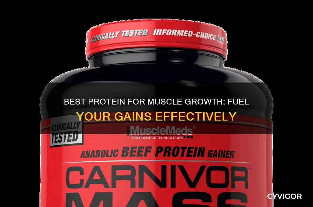 which protien helps you gain muscles