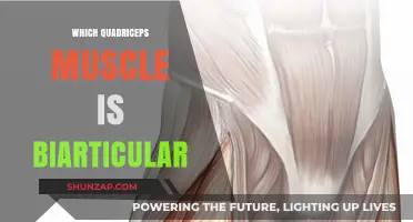 Understanding the Unique Biarticular Quadriceps Muscle