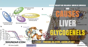 Beta-2 Adrenergic Receptor: Smooth Muscle Relaxation and Liver Glycogenolysis Explained