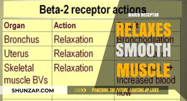 Unveiling the Key Receptor Responsible for Smooth Muscle Relaxation
