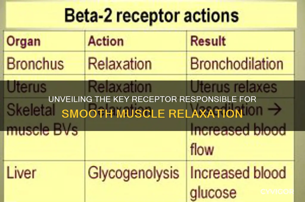which receptor relaxes smooth muscle