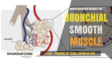 Beta-2 Adrenergic Receptor: Key to Bronchial Smooth Muscle Relaxation