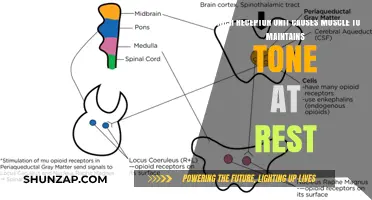 Muscle Tone at Rest: The Role of Alpha-Motor Neuron Receptors