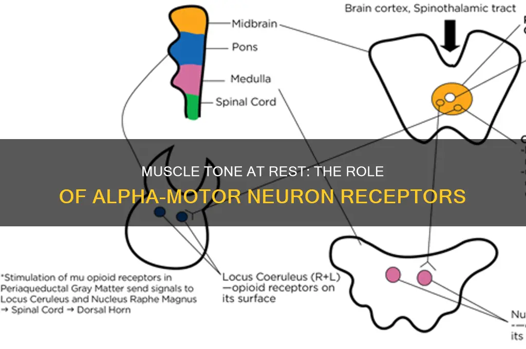 which receptor unit causes muscle to maintains tone at rest