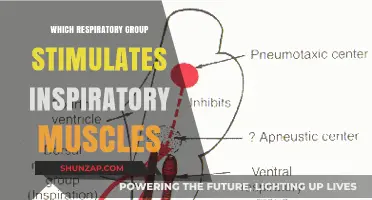 How the Ventral Respiratory Group Activates Inspiratory Muscles Explained