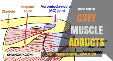 Adductors of the Rotator Cuff: Exploring Shoulder Muscle Function