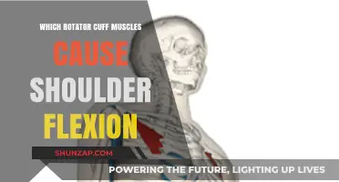 Shoulder Flexion: Identifying Key Rotator Cuff Muscles Involved