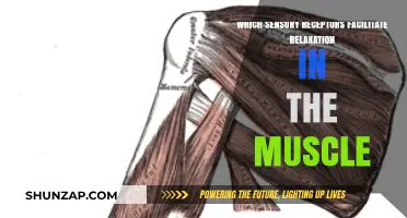 Sensory Receptors Unveiled: How Mechanoreceptors Promote Muscle Relaxation