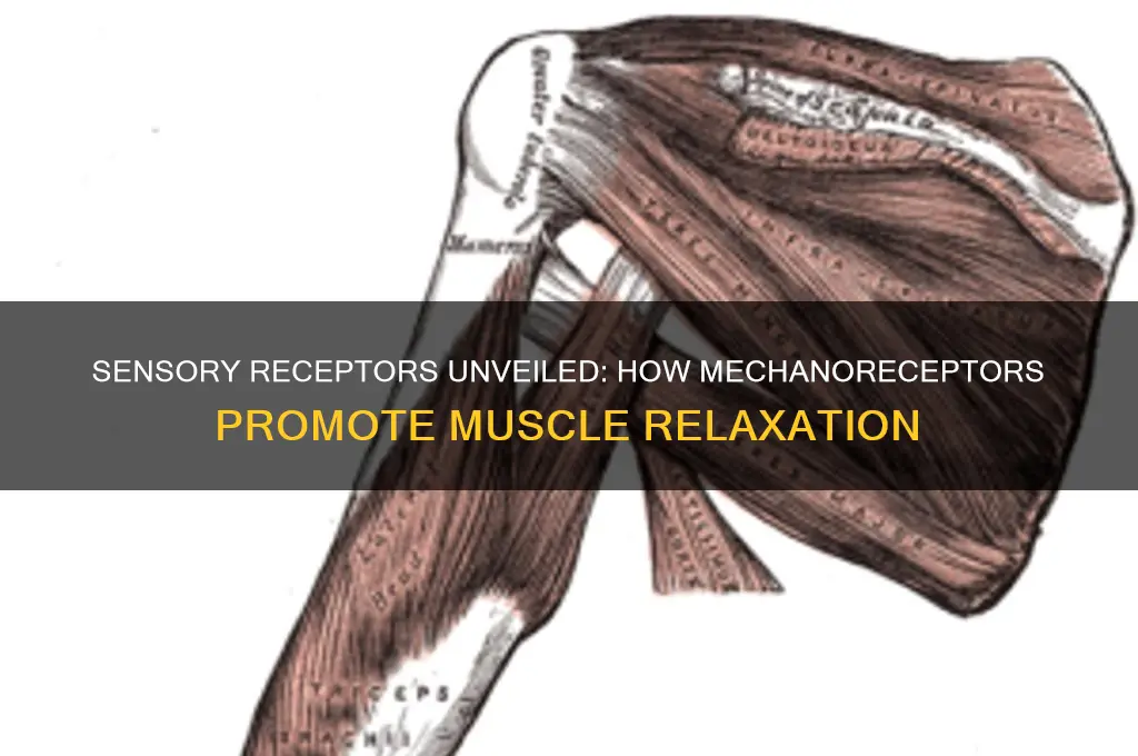 which sensory receptors facilitate relaxation in the muscle