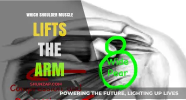 Nerve Supply To Upper Arm Muscles: Anatomy And Function Explained | CyVigor