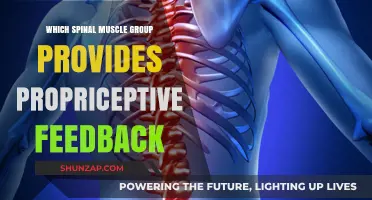 Spinal Muscle Proprioception: Key Groups Providing Essential Feedback