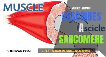 Understanding Sarcomere Structure: The Basics of Muscle Contraction