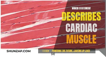 Unique Characteristics of Cardiac Muscles Explained