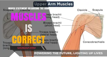 Understanding Arm Muscles: Correct Statements to Enhance Your Knowledge