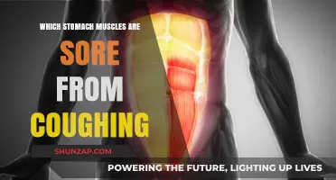 Coughing and Core Pain: Which Stomach Muscles Are Affected?