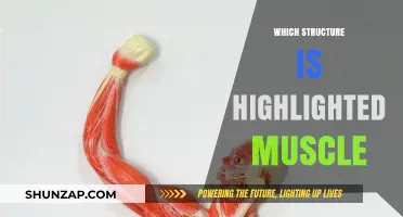 Highlighting Muscles: What's Your Structure?