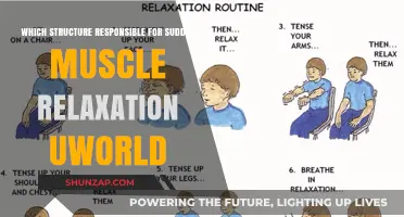 Understanding the Structure Behind Sudden Muscle Relaxation: UWorld Insights
