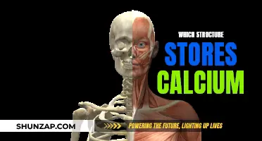 Where Calcium is Stored: Structures and Functions