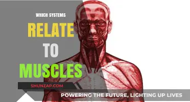 Muscular System: Understanding the Body's Movement and Strength