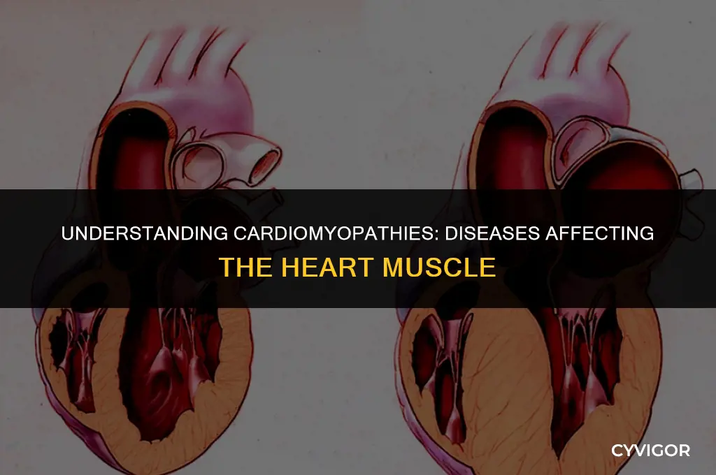 which term refers to all diseases affecting the heart muscle