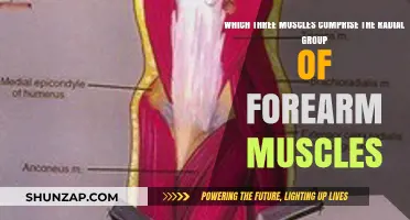 Radial Group Muscles: Three Key Forearm Muscles Explained