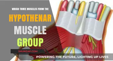 Hypothenar Muscles: Exploring the Three Key Muscles in the Group