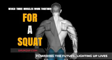 Key Muscles Collaborating for Perfect Squat Execution and Strength